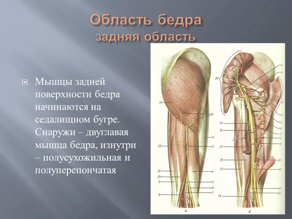 Области нижней конечности. Топографическая анатомия нижней конечности. Задняя поверхность бедра топографическая анатомия. Мышцы нижней конечности топографическая анатомия. Топография мышц задней поверхности бедра.