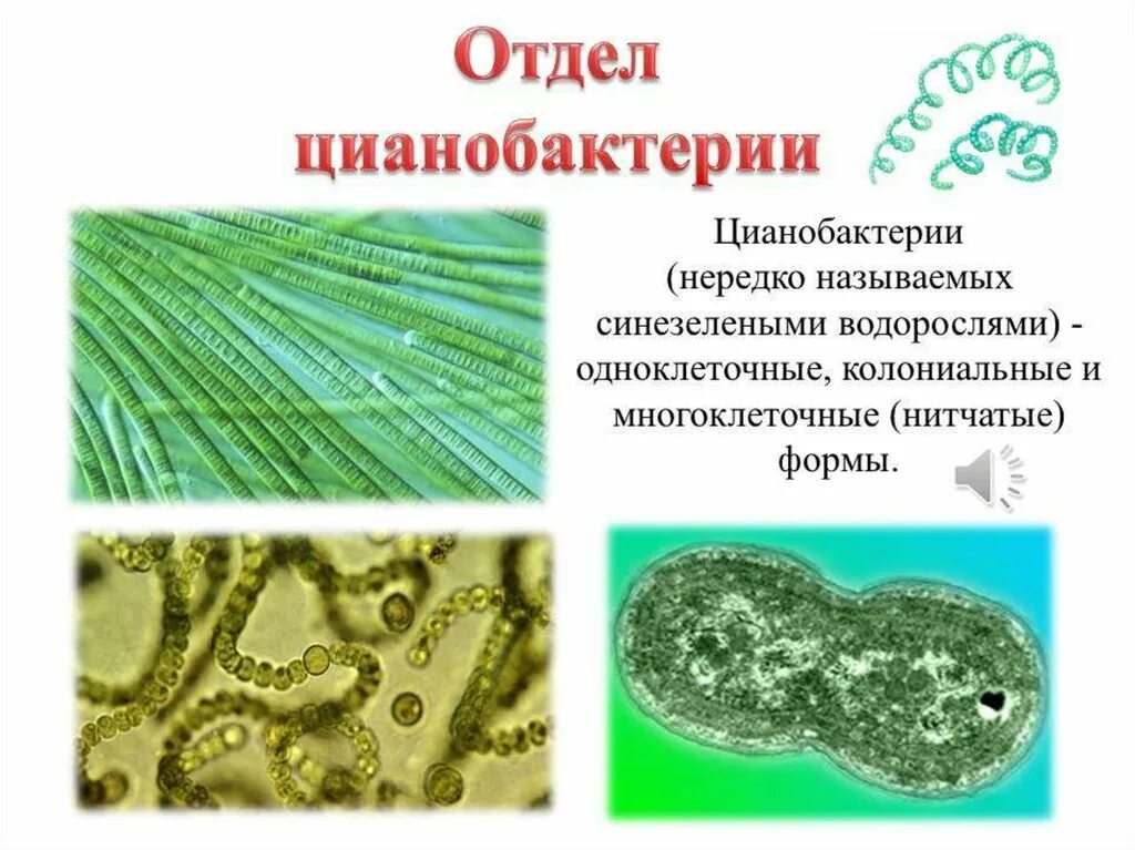 Функции цианобактерий