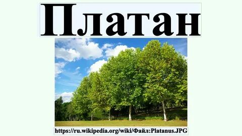 Платан фрязино