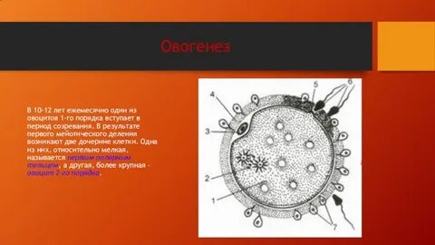 Полярное тельце результат фазы размножения овоцит