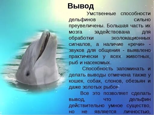 Проект для 3 класс про дельфинов Дельфины пресная вода