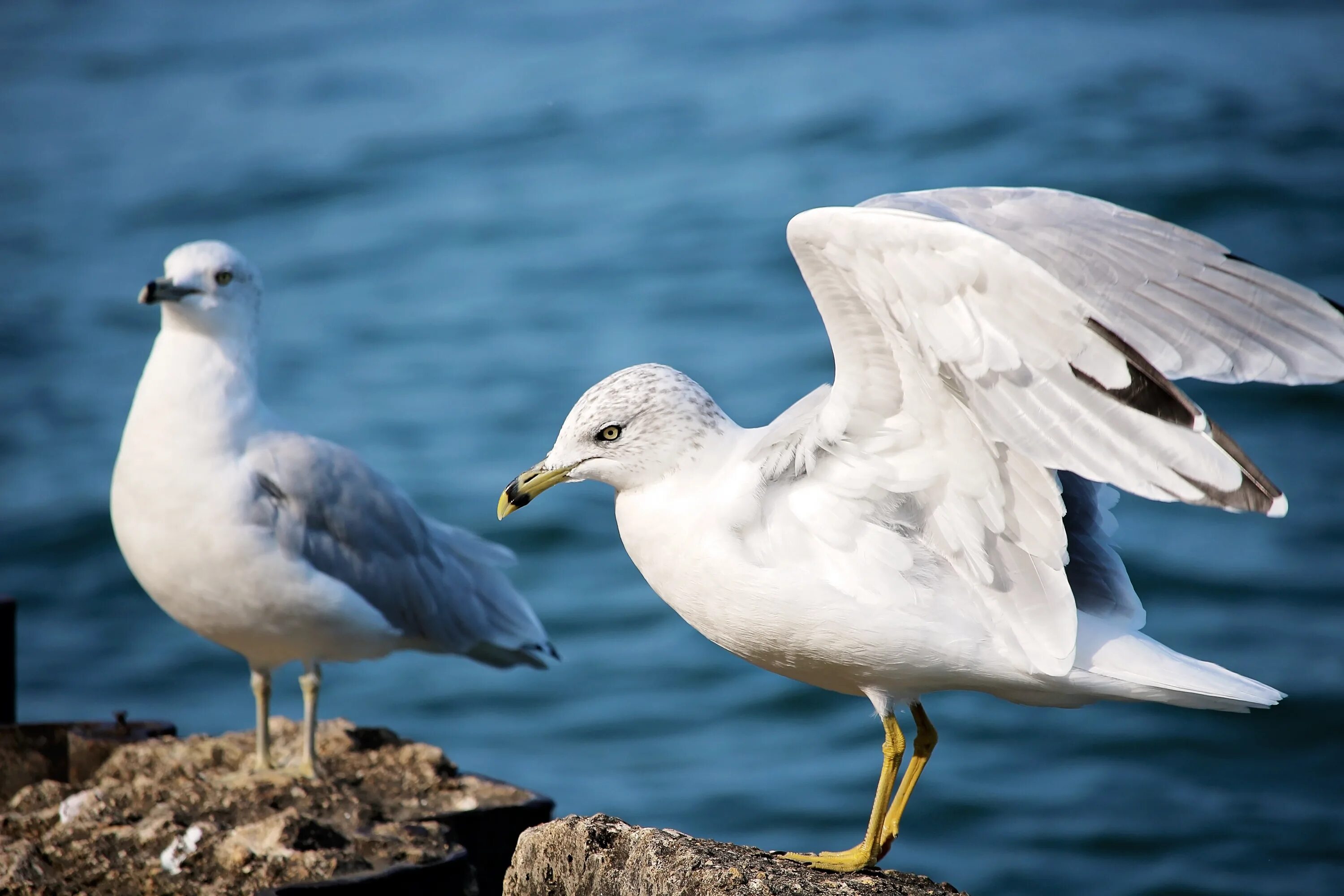 Seagull 4a. Seagul. Большая чайка это альбатрос. Seagul. Чайка морская птица.