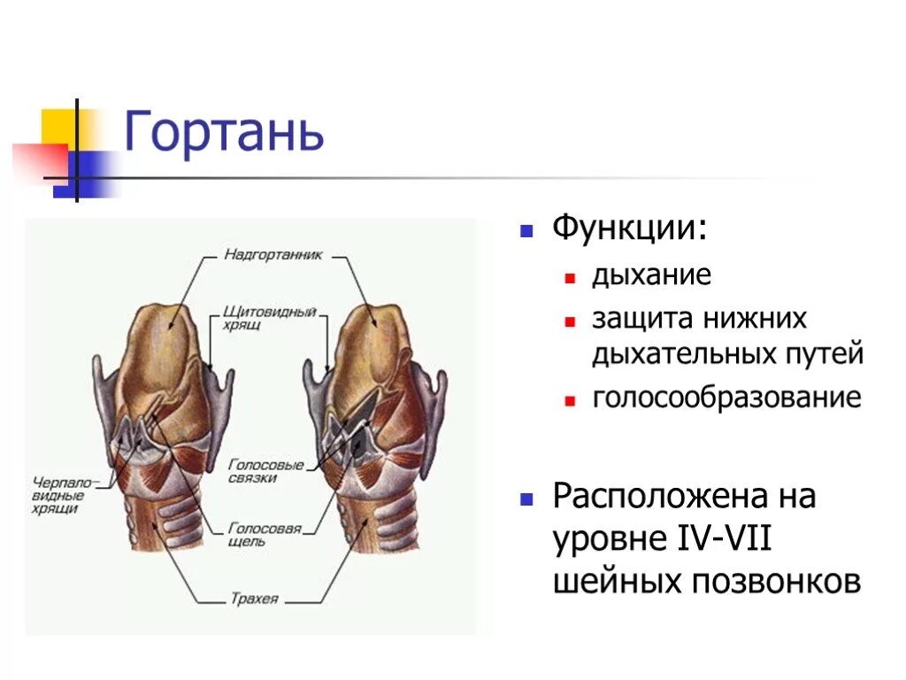 Функции горьань в дыхательной системе. Парные хрящи гортани анатомия. Гортань строение и функции анатомия. Дыхательная система гортань строение. Гортани органы входящие в состав системы