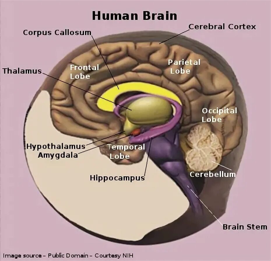Main brain. Brain structure. хуман брейн раст. primordial structure in brain.
