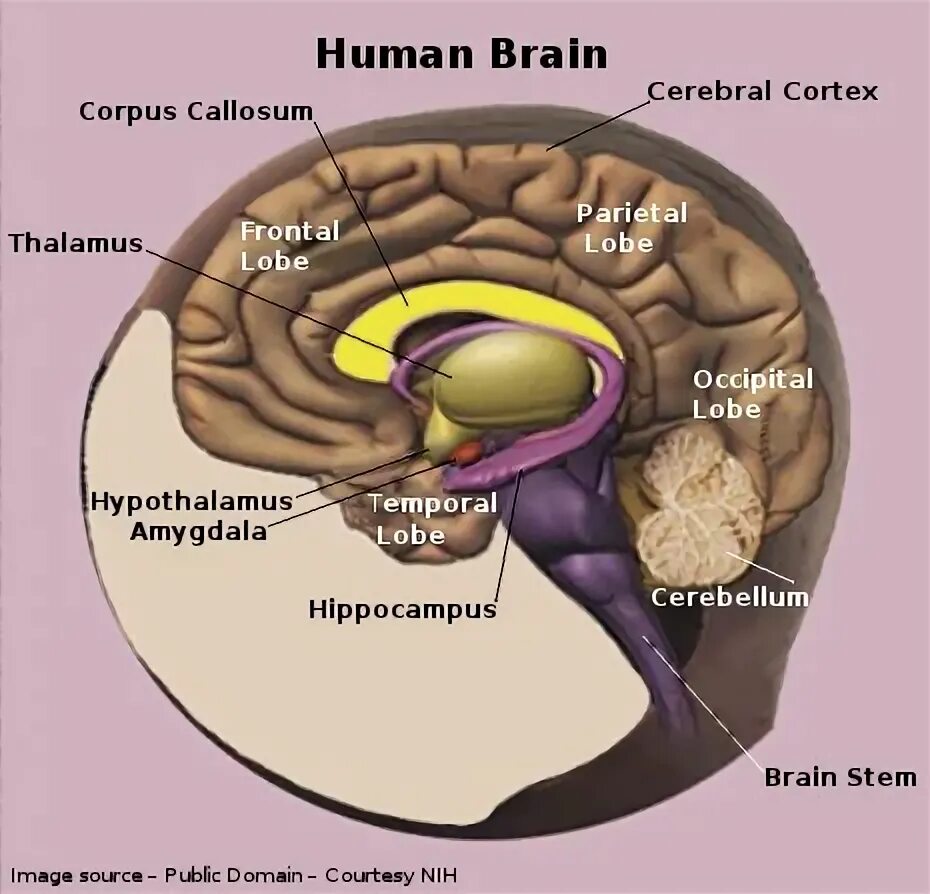 Brain structure. Хуман Брейн раст. Primordial structure in Brain.