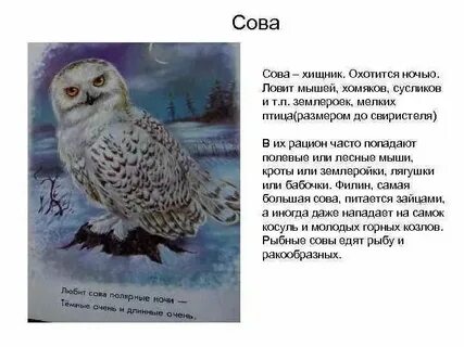 Сова охотится не днем а ночью запятые