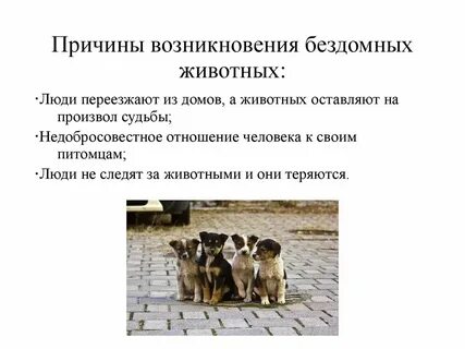 Причины появления бездомных животных