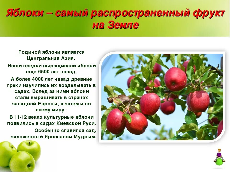 Яблоко какой класс. Родина яблони. яблоко для презентации. яблоня для презентации. яблоко описание растения.