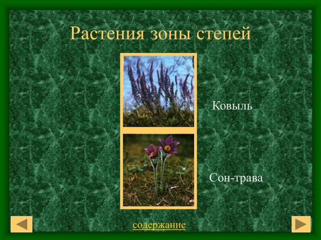 Растения Степной зоны. Растения степи России. Растения растущие в степи. Растения Степной зоны России. Какие травы в степи