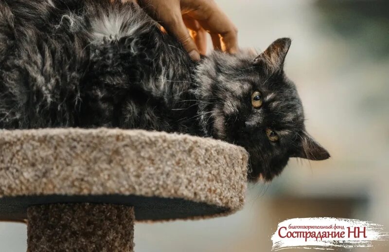 Кот шах. Курильский бобтейл котята. Самая первая фотография кота. Гарри пойнтер коты. Тишина и кот.