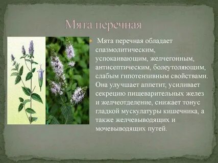 Систематика мяты