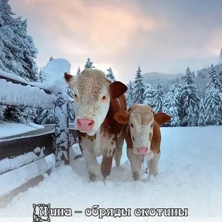 Обряды скотины