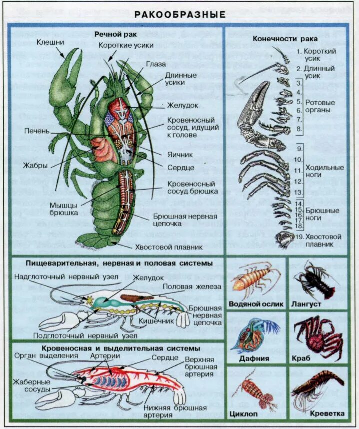 Приведите примеры ракообразных. Тип Членистоногие класс ракообразные внутреннее строение. Жизненный цикл членистоногих схема. Строение ракообразных схема. Схема строения членистоногих.