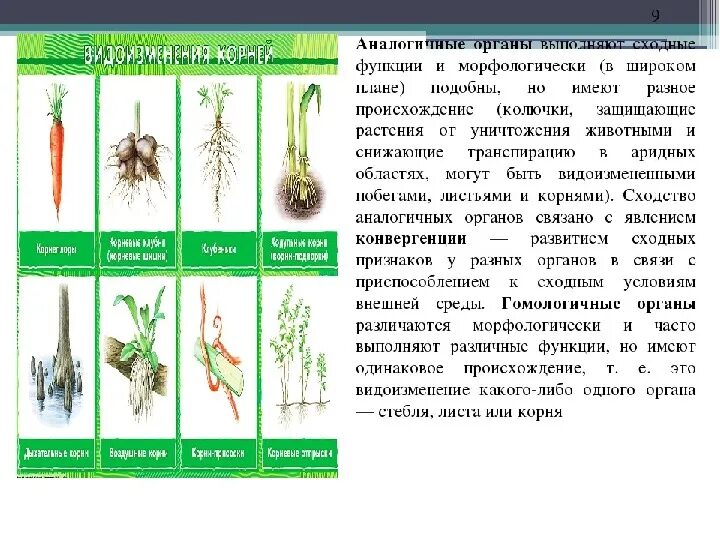 Аналогичные условия это. Аналогичные и гомологичные органы растений. Гомологичные и аналогичные органы примеры. Гомологичные органы растений примеры. Аналогичные растения.