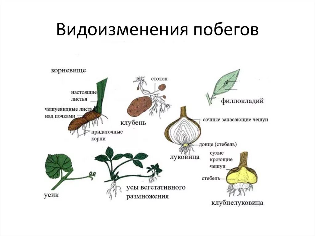 Корневище клубень луковица видоизмененные побеги. Видоизменённые надземные побеги. Примеры видоизмененных побегов. Видоизменения побегов надземные и подземные.