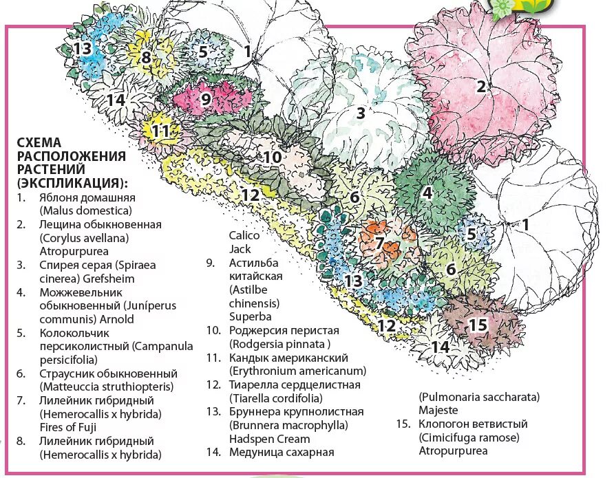 Экспликация растений. Экспликация клумбы. Схема клумбы. Схема расположения растений. Местоположения растений