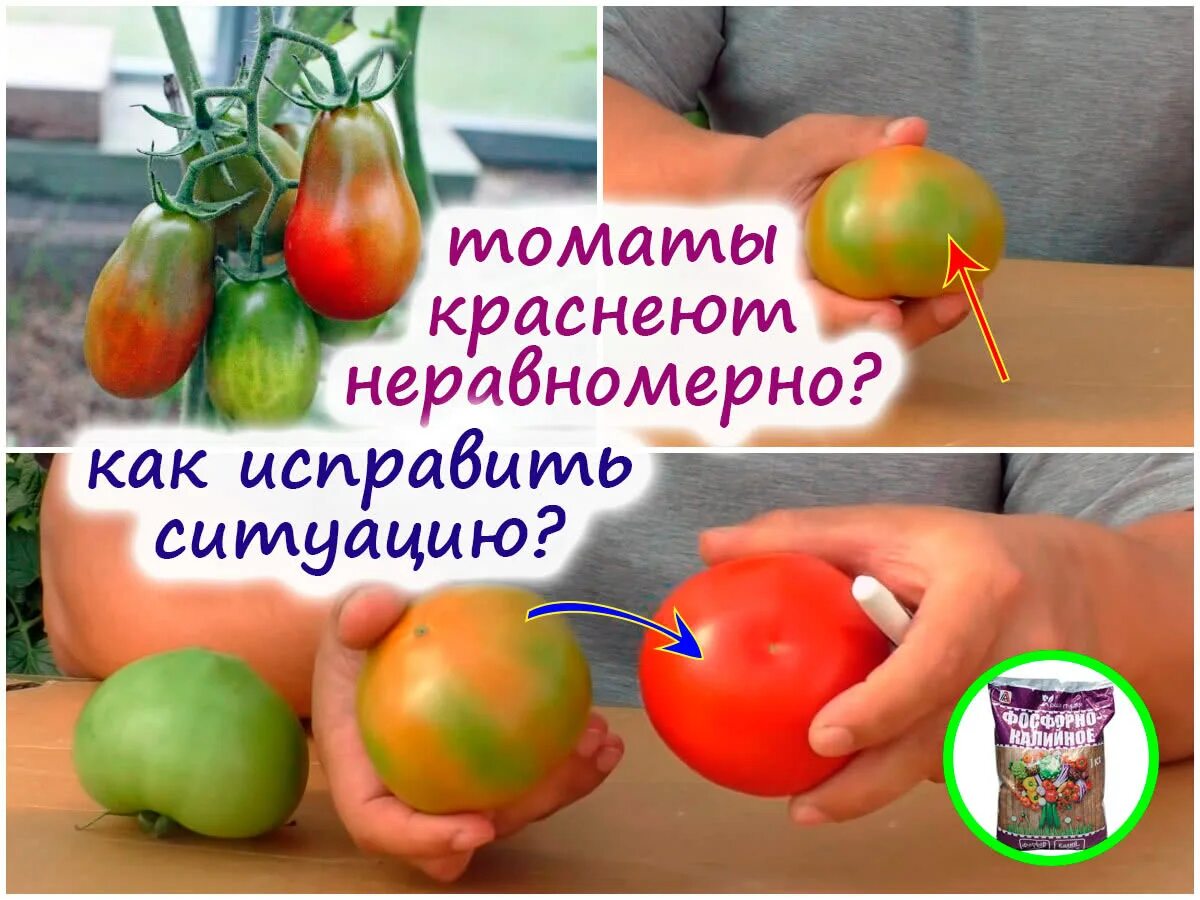 Почему помидоры краснеют. Неравномерное созревание томатов. Томат неравномерно краснеет. Багровеют помидоры. Неравномерное окрашивание томатов.