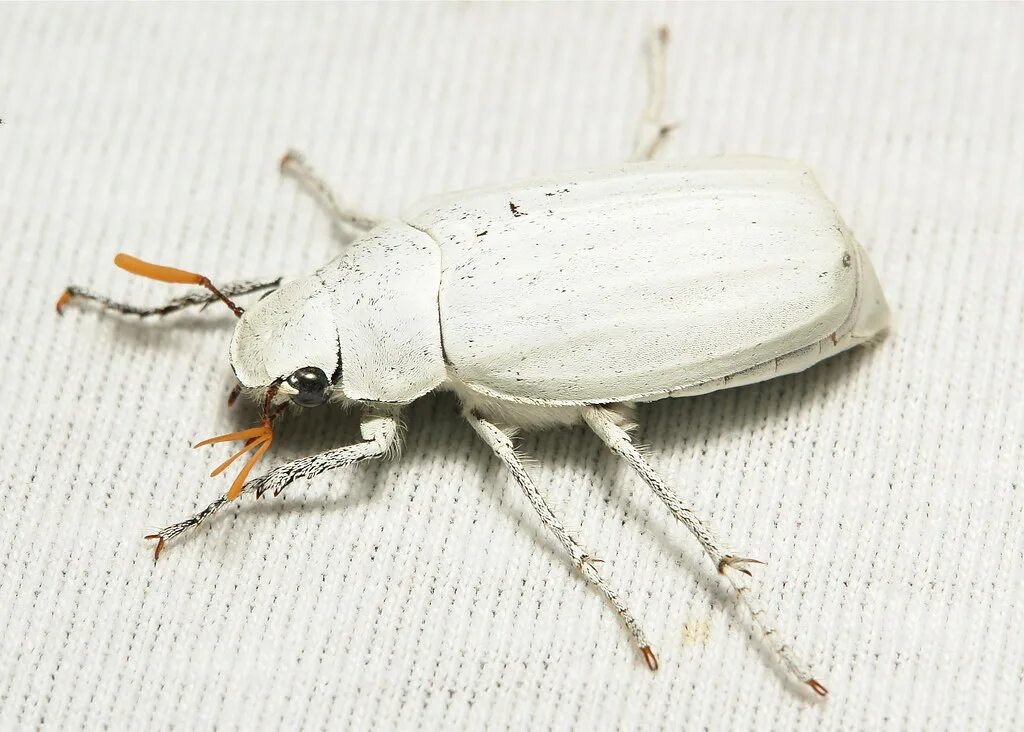 Белый жук. Cyphochilus жук. cyphochilus insulanus. жук скарабей белый. белый хрущ.