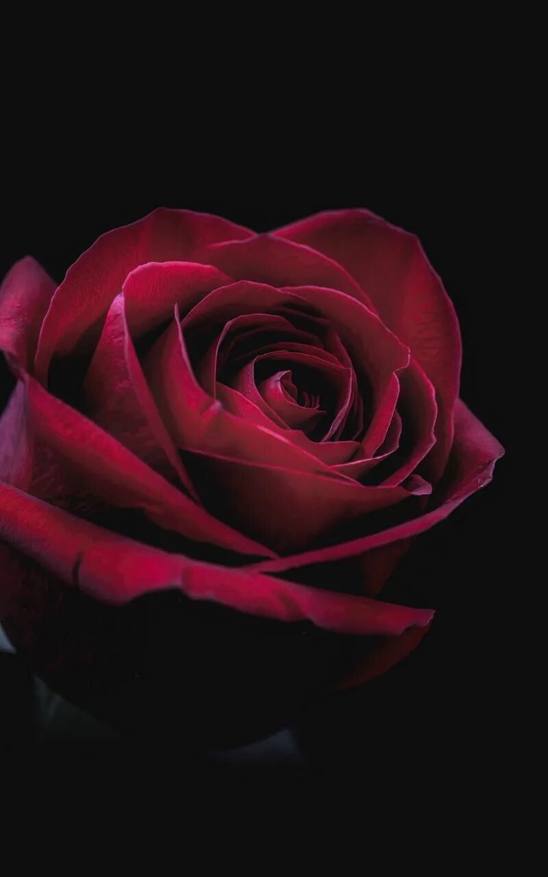 Обои розы на телефон черном фоне. Красивые цветы на черном фоне. Цветы на черном фоне. Красные розы на темном фоне. Розы на заставку.