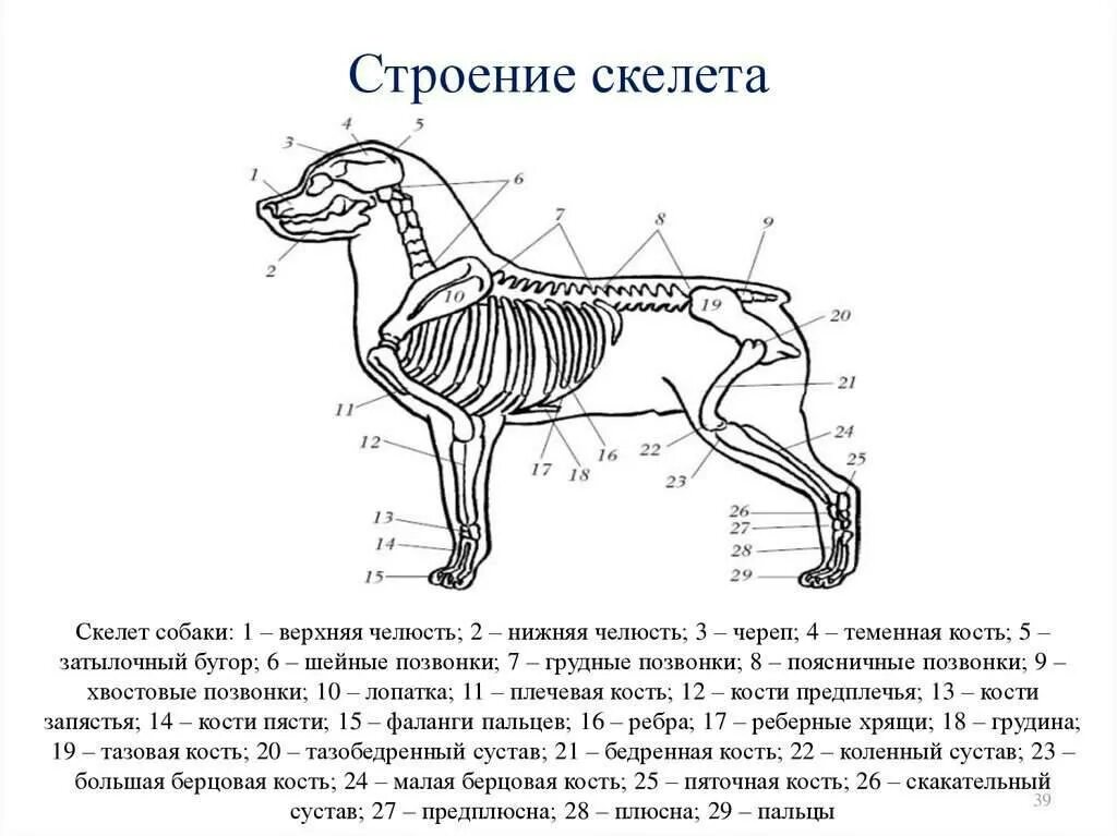 Особенности строения отделов позвоночника у млекопитающих. Строение скелета собаки анатомия. Скелет собаки строение схема. Скелет собаки с названием костей. Внутреннее строение собаки схема.