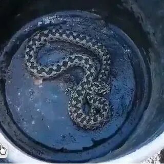 Я гадкий как гадюка