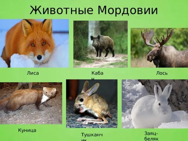 Проект разнообразие природы родного края мордовия. Животные мордовии. животные мордовского края.