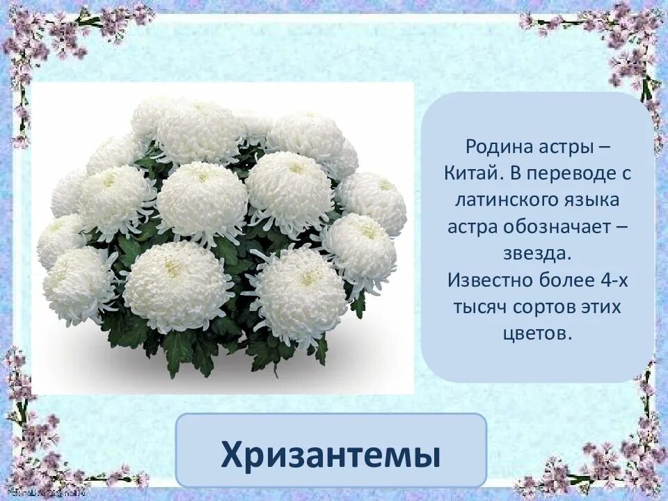 Нет проблем кроме хризантем. Хризантема на языке цветов. родина хризантемы. хризантемы комнатные родина. белая астра на языке цветов.