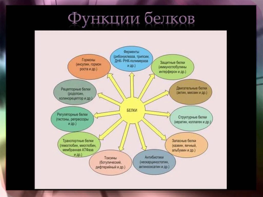 Из перечисленных функций выберите функции белков. Функции белков в клетке. функции белка в клетке. основные функции белков в клетке. запасная функция белков примеры.