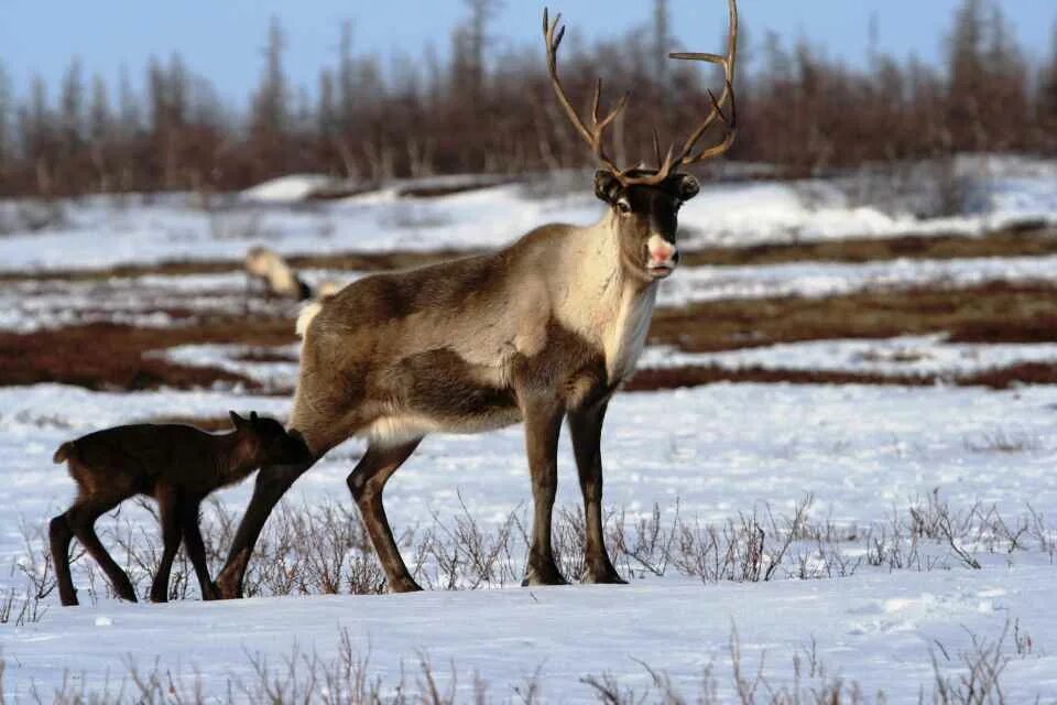 Самка северного оленя 7. Северные олень, олениха, оленёнок. Северный олень важенка. Самка Северного оленя. Северная олениха-самка.