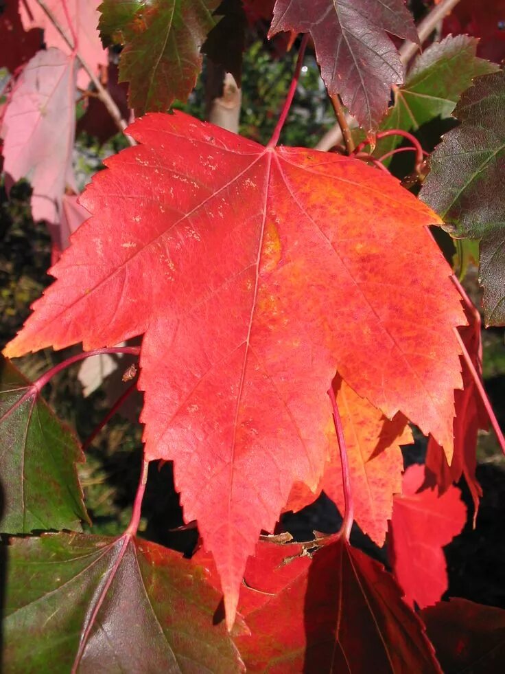 Клен сансет. Acer rubrum (клен красный) &#039;red sunset&#039;. клен красный acer rubrum. acer rubrum red sunset. клен красный ред сансет лист.