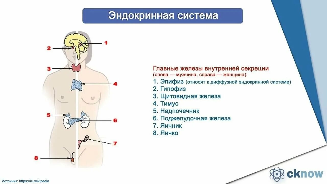 Эндокринная система железы внутренней секреции схема. .Система желез внутренней секреции. Функции. Строение эндокринных желез. Схема строения желез внутренней секреции.