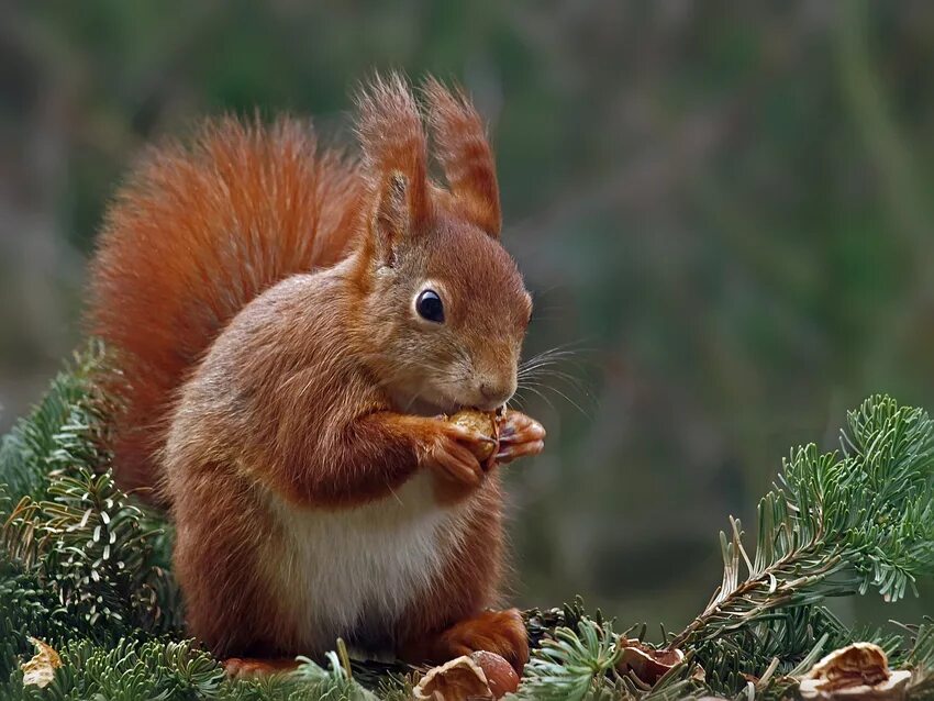 Белку зимой и летом. Полярная белка. Бурая белка. Красивая белка. Белка зимой.