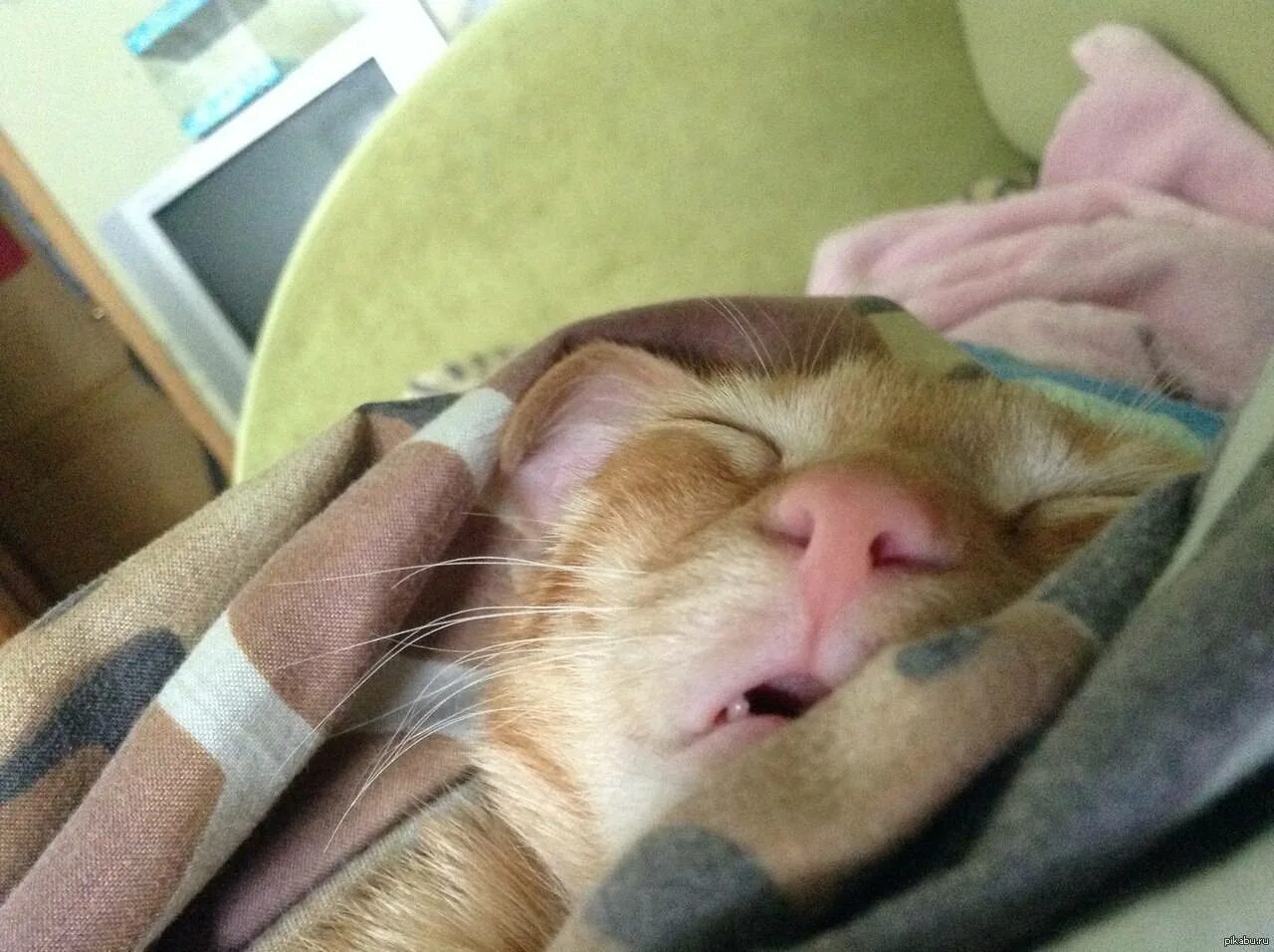 Разбудили видео. Спящий кот. Сонный кот. Кот спит с открытым ртом. Смешно спит.