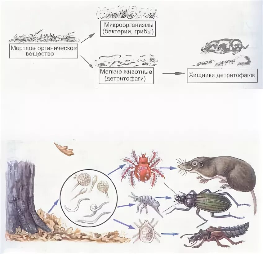Мертвая органика пищевая цепь. Детритофаги в пищевой цепи. Цепь животных питания начиная с мертвой органики. Цепь питания с бактериями