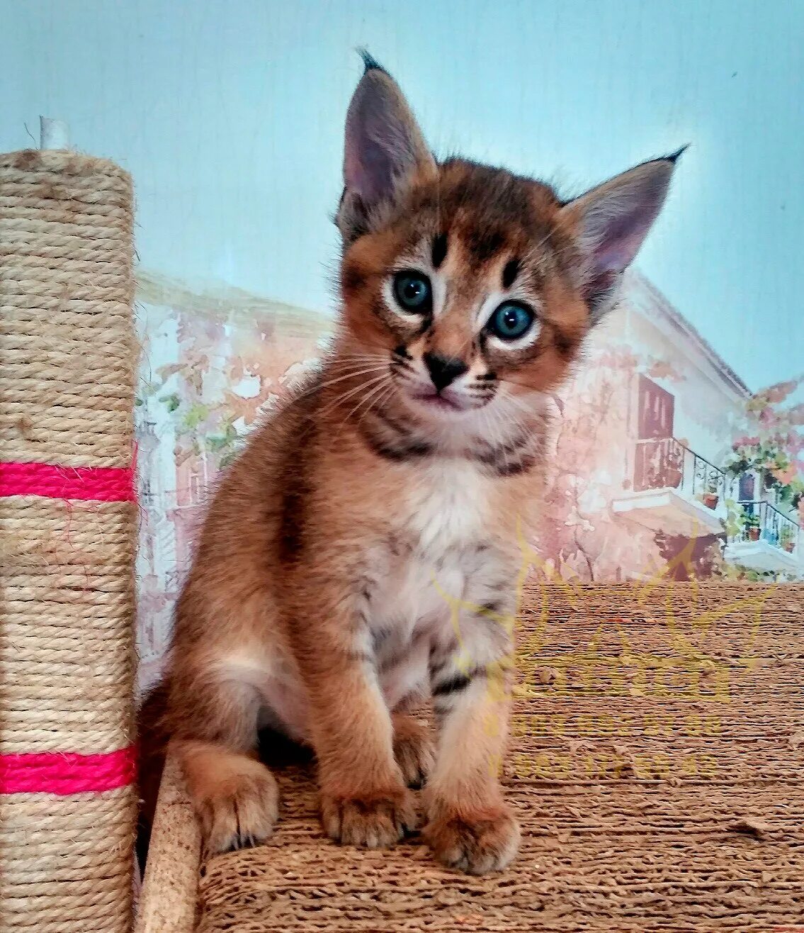 Каракет абиссинская кошка. Чаузи саванна. Каракет ф2. Порода каракет ф2. Порода: каракет f2.