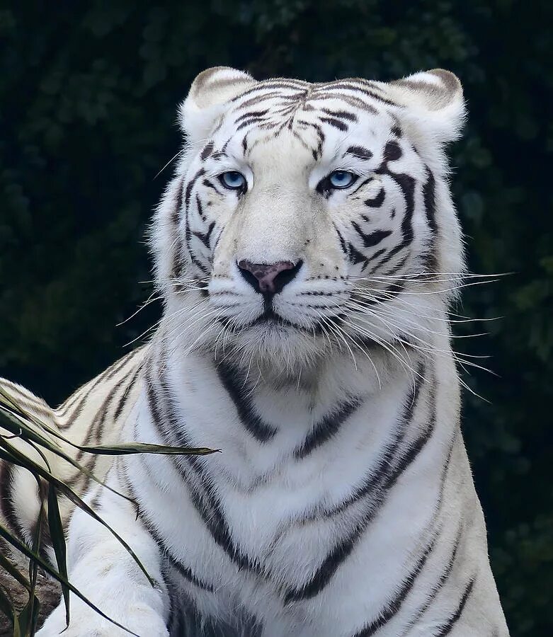 Какой тигр белый. Бенгальский тигр. Белый бенгальский тигр. Красивый белый тигр. Взгляд тигра бенгальского.
