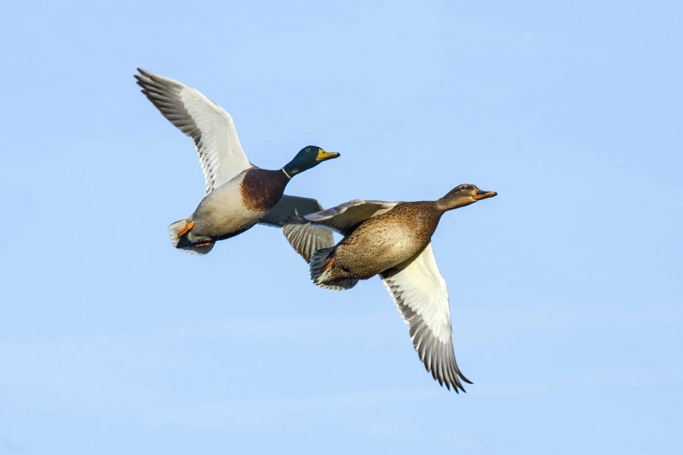 Утка в полете. Утка в полете. Перелётные птицы селезень. Утки летают. Утки кряквы.
