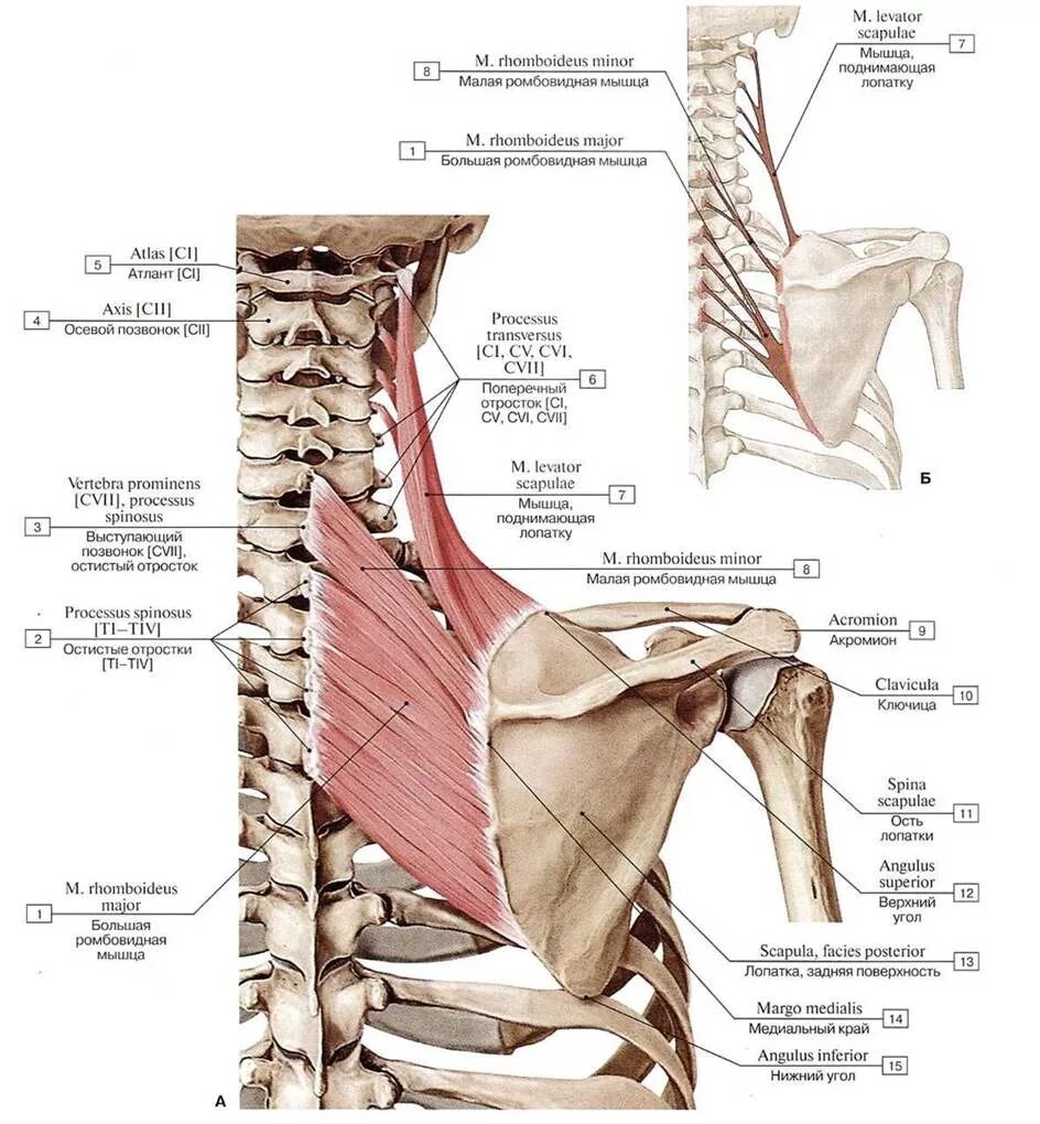 Анатомия человека места прикрепления мышц. Мышца поднимающая лопатку иннервация. Ромбовидные мышцы спины анатомия. Мышца поднимающая лопатку латынь.