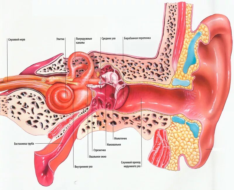 Строение строение уха человека. Строение уха человека. Строение уха человека анатомия. Строение уха человека изнутри. Как устроено внутреннее ухо