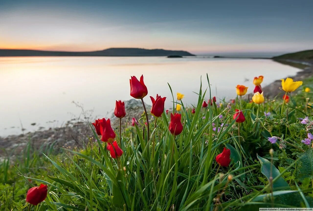 Тюльпан дикий майский. Опук тюльпаны шренка. Тюльпаны геснера эльтон. Тюльпан шренка калмыкия. Степной желтый лазорик.