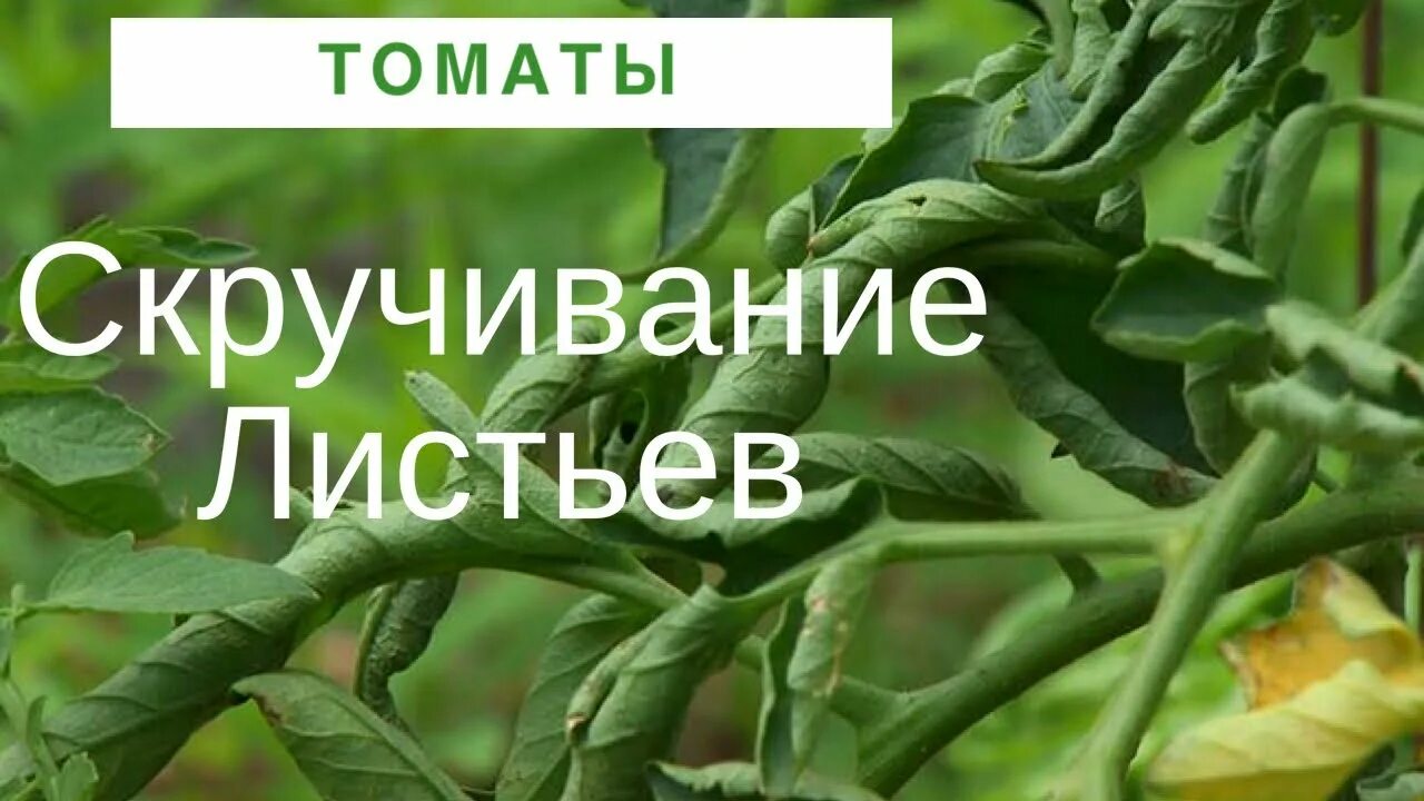 На помидорах много листьев что делать