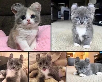Скрещивание породы кошек