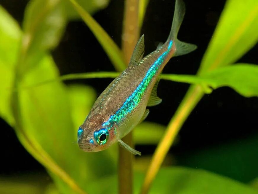 Неончики аквариумные рыбки. Неон зеленый симуланс (Paracheirodon simulans). Аквариумная рыбка неончик. Неон симуланс рыбка.
