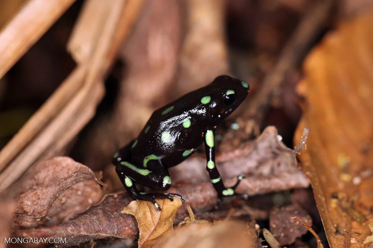 черная древесная лягушка. летающие лягушки ядовитые. дождевая лягушка. черные лягушата. гемма гари.