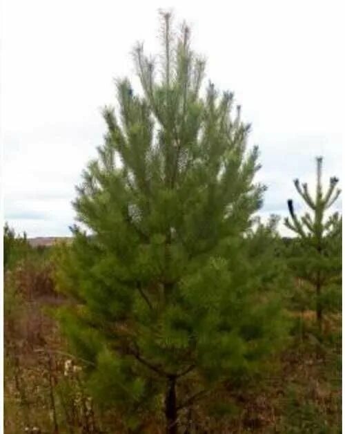 Сосна кедровая сибирская сибирский кедр сеянец. Сосна 12 метров. Сосна обыкновенная (pinus sylvеstris). Саженцы ель кедр сосна. Сосна кедровая 3-4 метра.