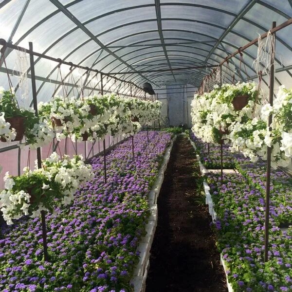 Калининское садово-парковое хозяйство санкт-петербург. Директор спх василеостровец. Калининское спх теплицы. Калининское спх. Калининское спх теплицы.