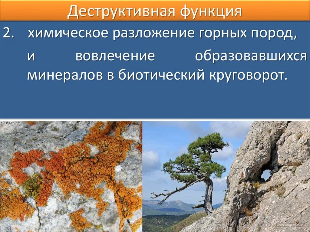 Метод живого вещества