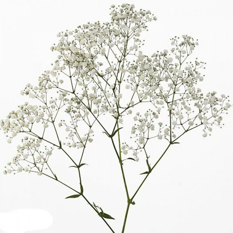 Белые цветы которые добавляют в букет. Белые цветы которые добавляют в букет. Гипсофила мирабелла. Гипсофила перфекта. Гипсофила сноуфлейк.