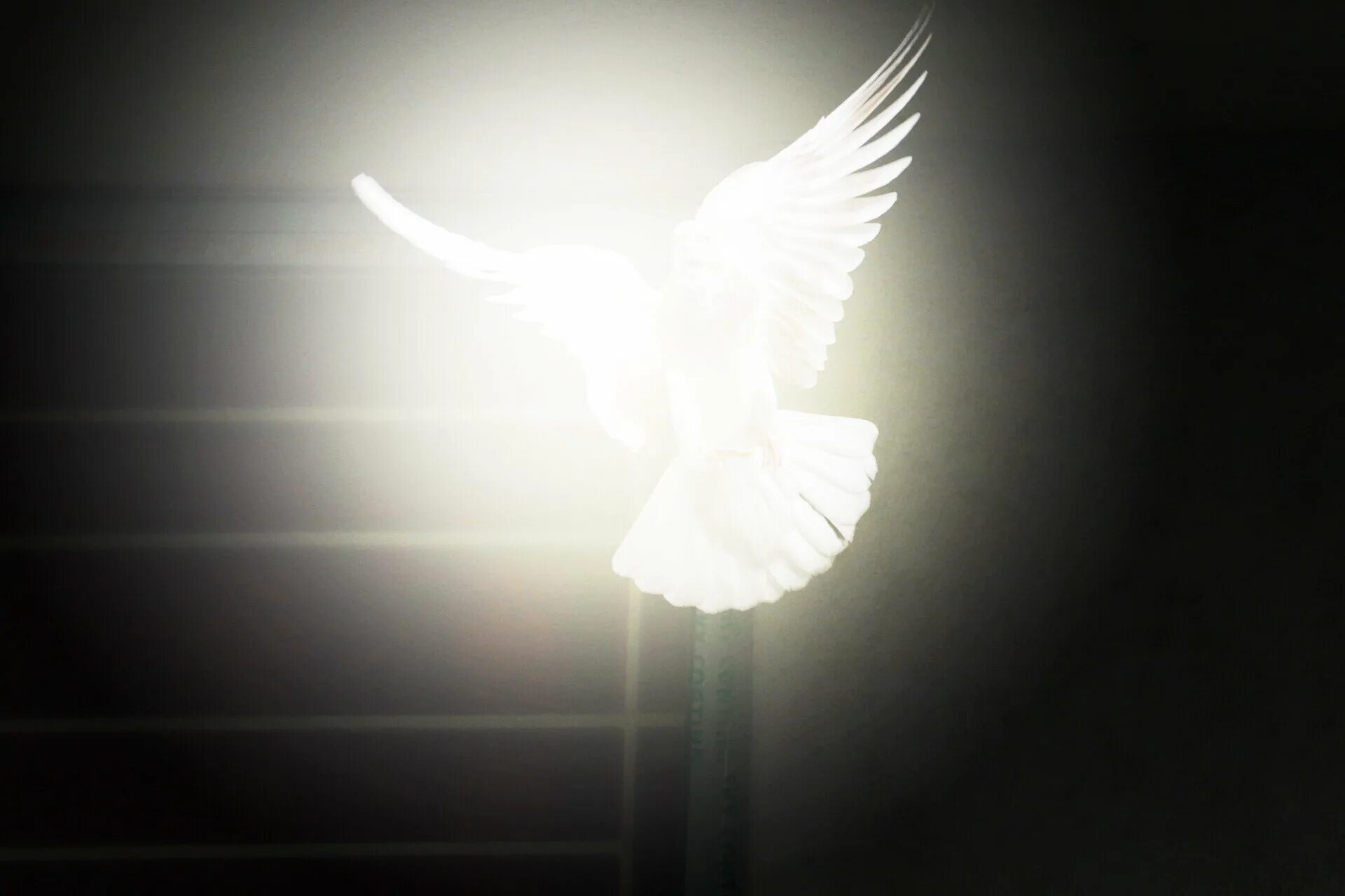 Св птица. Святой дух и свет. Символ Святого духа. Птица из света. Дух Святой Небесный голубь.