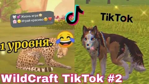 Тик ток вилд